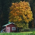 Kleine-Sauna-im-Herbst