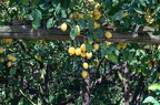 Citronen-Farm