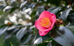HHK 3576xxx6